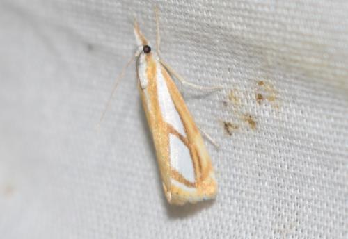 Catoptria sp.